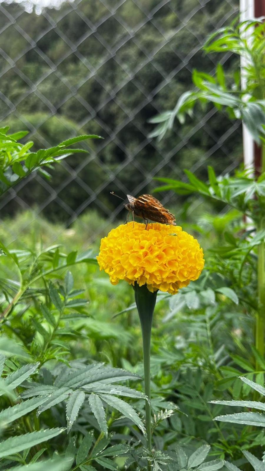 Krishna Kutir, Talla Ramgarh By The Meditating Society Bagian luar foto
